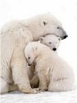 pic for polarbear family